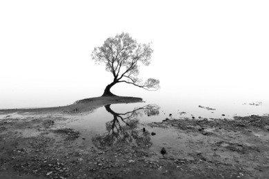 a black and white single tree in a misty morning in the beautiful lake wanaka, new zealand. 
