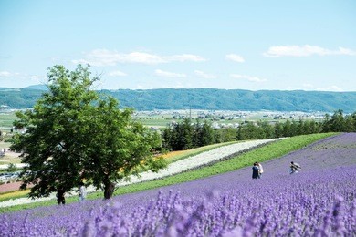tomita farm , hokkaido japan