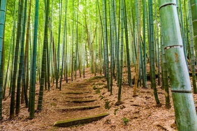 kyoto, japan bamboo forest.