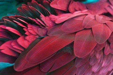 pattern of feather for background