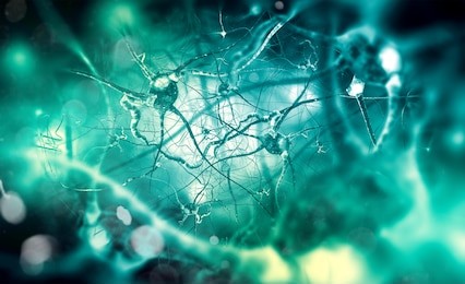 neurons