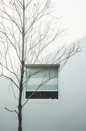 minimalist abstract, dry branches with window