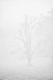 dark tree silhouette in fog with added film grain in monochromatic style. mysterious atmosphere in blue melancholic moode