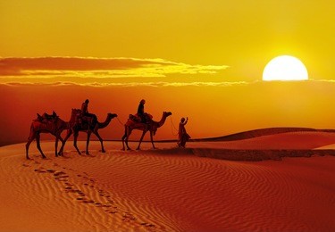 beautiful sunset  with camels silhouettes in dunes at  desert , jaisalmer,india