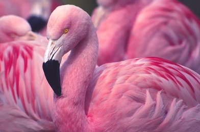 chilean flamingo