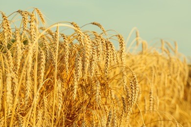 ripening ears of yellow wheat field on the sunset