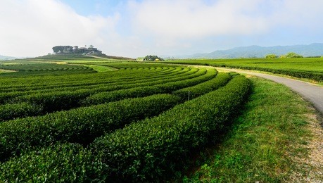 the green tea plantation in singha park of chiang rai province of thailand.