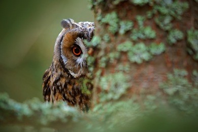 hidden portrait of long-eared owl with big orange eyes behind larch tree trunk, wild animal in the nature habitat, sweden.