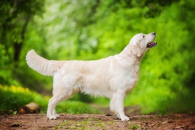 golden retriever
