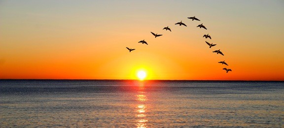 ducks migrating during sunset over the ocean