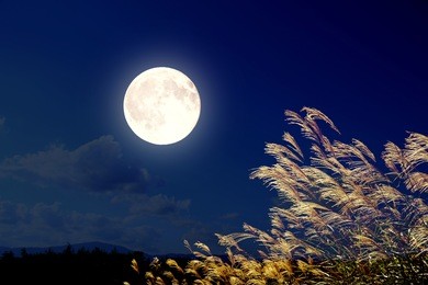 the full moon and pampas grass