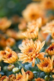 image of thai chrysanthemum close up.