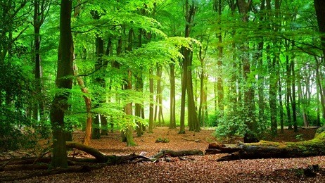 spring forest veluwe, the netherlands