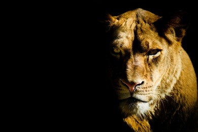 lioness from the dark