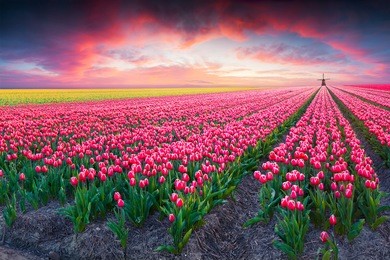 dramatic spring scene on the tulip farm. colorful sunset in netherlands, europe.
