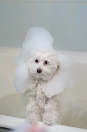 a little white poodle dog taking a bath
