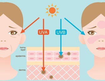 infographic skin illustration. the difference between uva and uvb rays penetration
