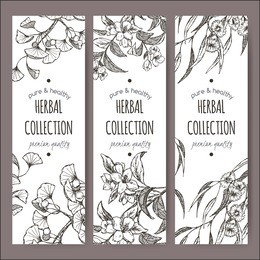set of 3 vector herbal tea labels based with ginkgo biloba, jasmine and eucalyptus on hand drawn sketch. placed on white background.