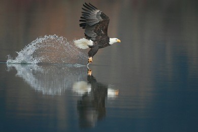 eagle with a fish