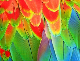 beautiful colorful high detailed macaw feathers