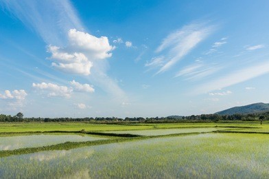green rice field with sky and cloud in thailand