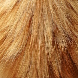 long haired red cat fur background