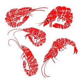 vector shrimp. grunge style