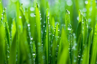 drops of dew on the beautiful green grass background