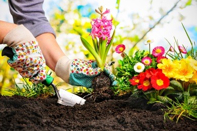 gardeners hands planting flowers at back yard