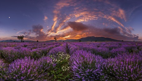 panorama of the lavender field at the sunset