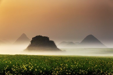 beautiful yellow field full of rapeseed in luoping at yunnan of china