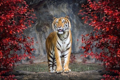 portrait of the tiger.