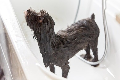 wet black havanese dog in bathing tub 