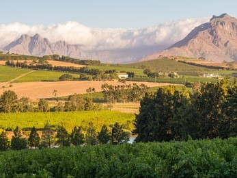 landscape in stellenbosch, western cape, south africa, at sunset.
