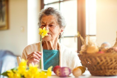senior woman by the window smelling yellow daffodil, easter