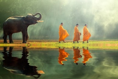 young elephant with monk alms round 
