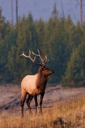 bull elk