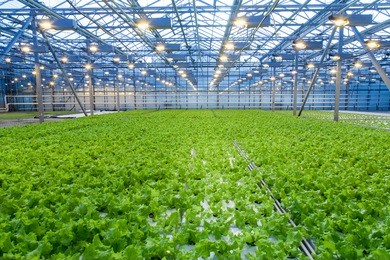cultivation of salad inside big industrial greenhouse perspective background