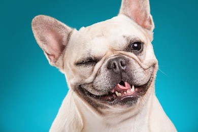 french bulldog isolated over blue background, retouched
