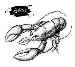 vector vintage lobster drawing. hand drawn monochrome seafood illustration. great for menu, poster or label.