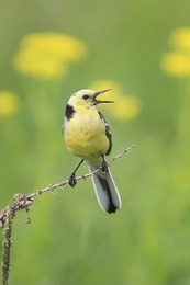 yellow wagtail sitting on the meadow on the grass
