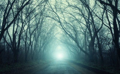 the road passing through scary mysterious forest with green  light in fog in autumn. magic trees. nature misty landscape