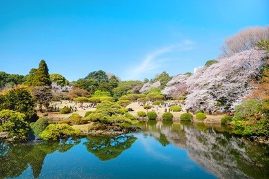 beautiful scenery with red leaf, green willow, blossom sakura, clear pond and bright vivid blue sky in spring cherry blossom season,  shinjuku gyoen park, tokyo, japan