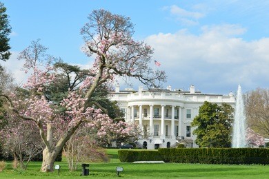 the white house in spring - washington dc usa
