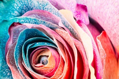 rainbow rose, close-up, macro.