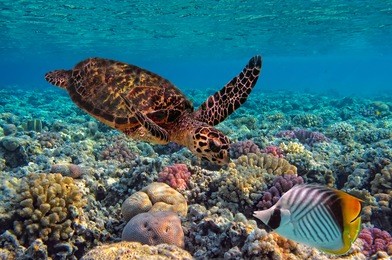 colorful coral reef with many fishes and sea turtle                               