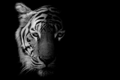 black & white beautiful tiger - isolated on black background