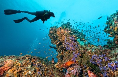 scuba diver explore a coral reef