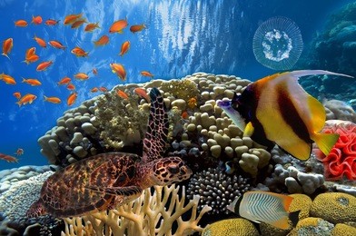 colorful coral reef with many fishes and sea turtle
