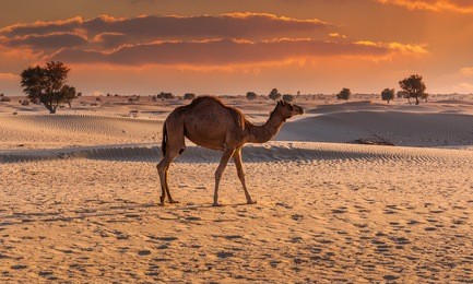 camel in the desert at sunset of dubai